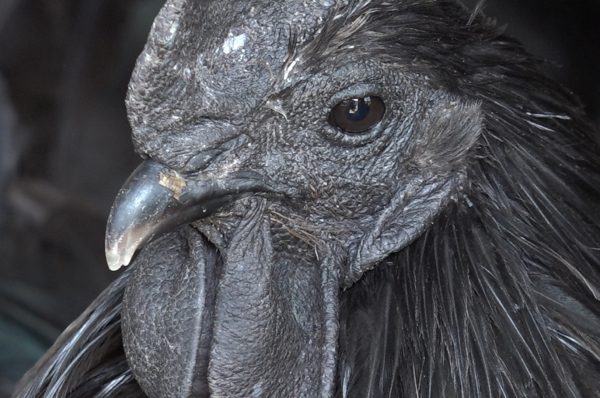 Crno perje zlata vredno:  Mujo čuva najskuplje kokoške na svetu