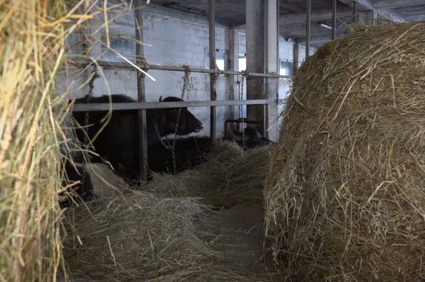 Novi Pazar čuva tradiciju: retke bivolice i danas na ispaši