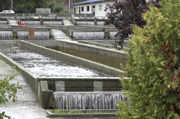 Porodica Dragolovčanin vratila staru slavu najvećem ribnjaku kalifornijske pastrmke u Evropi