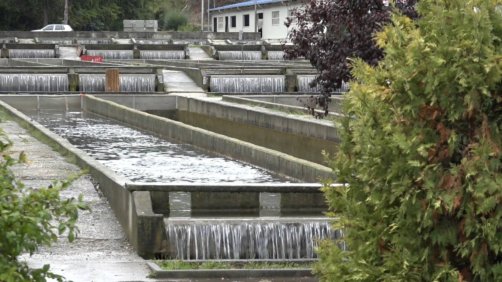 Porodica Dragolovčanin vratila staru slavu najvećem ribnjaku kalifornijske pastrmke u Evropi